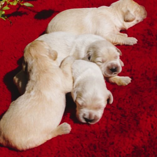 Superbes chiots golden retriever paca/var/83 #0