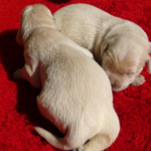 Superbes chiots golden retriever paca/var/83 #4
