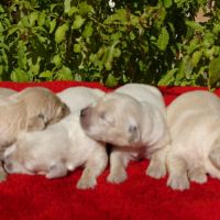 Superbes chiots golden retriever paca/var/83 #1