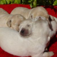 Superbes chiots golden retriever paca/var/83 #3