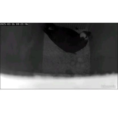 Couple amazone a front bleu #1