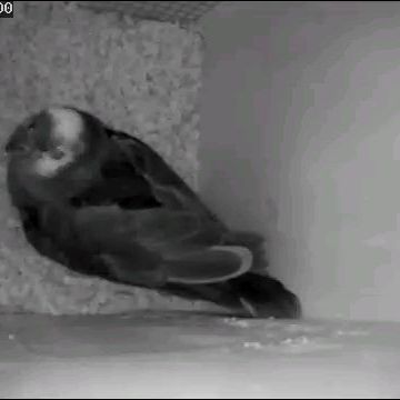 Couple amazone a front bleu #3