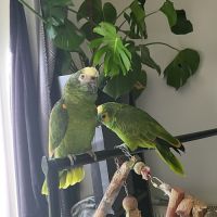 Couple amazone a front bleu