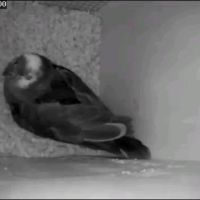 Couple amazone a front bleu #3