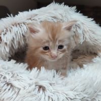 Maine coon loof #3