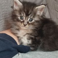 Maine coon loof #5