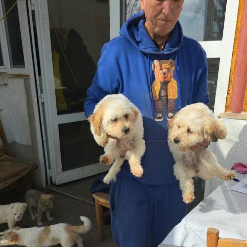 Lucie bichon à adopter #3