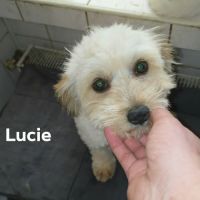 Lucie bichon à adopter