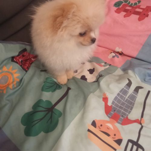 Superbes femelles spitz nain poméranien lof #1