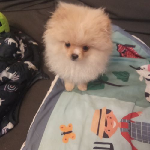 Superbes femelles spitz nain poméranien lof