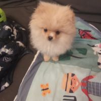 Superbes femelles spitz nain poméranien lof