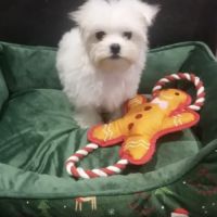 Superbes femelles spitz nain poméranien lof