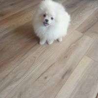 Superbes femelles spitz nain poméranien lof #2