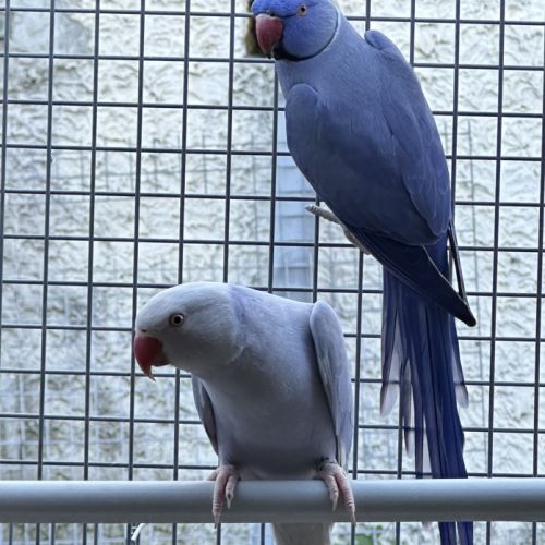 Perruche à collier violette #0