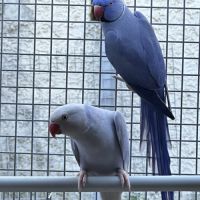 Perruche à collier violette