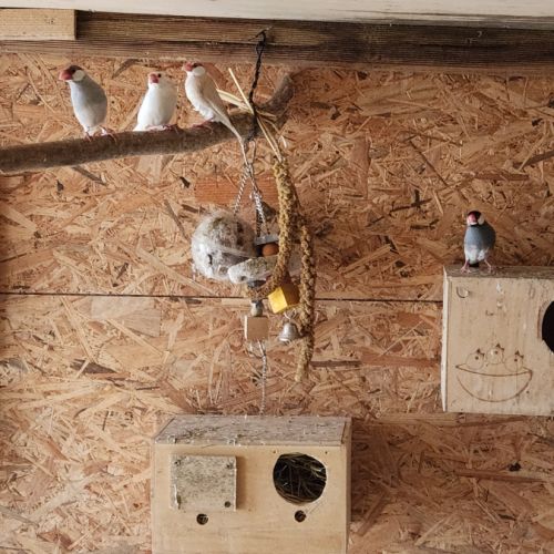 Couple de perruche toui catherine #4