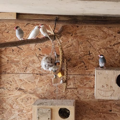 Couple de perruche toui catherine #5