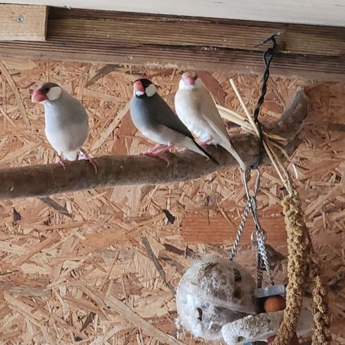 Couple de perruche toui catherine #6