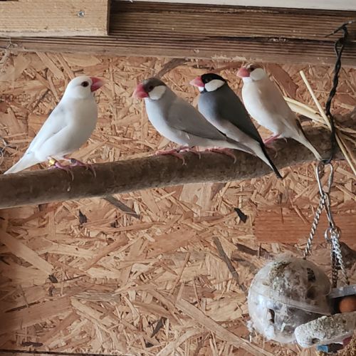 Couple de perruche toui catherine #7