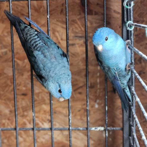 Couple de perruche toui catherine #10