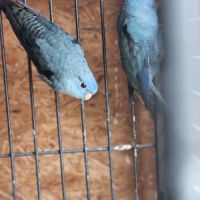 Couple de perruche toui catherine