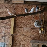 Couple de perruche toui catherine #2