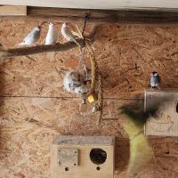 Couple de perruche toui catherine #3