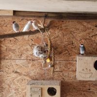 Couple de perruche toui catherine #5