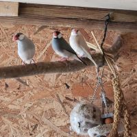 Couple de perruche toui catherine #6