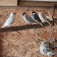 Couple de perruche toui catherine #7