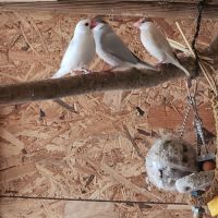 Couple de perruche toui catherine #8