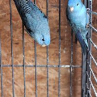 Couple de perruche toui catherine #9