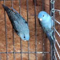 Couple de perruche toui catherine #10