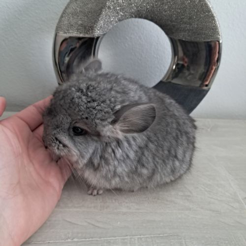 Chinchilla femelle