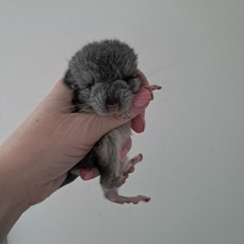 Chinchilla #1