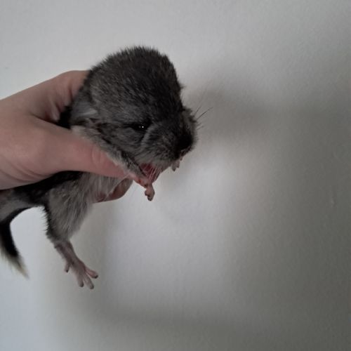 Chinchilla #4