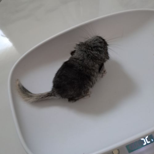 Chinchilla #0