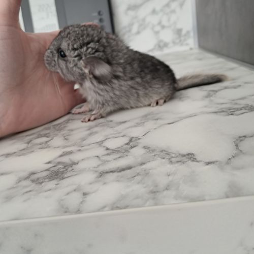 Chinchilla femelle #1
