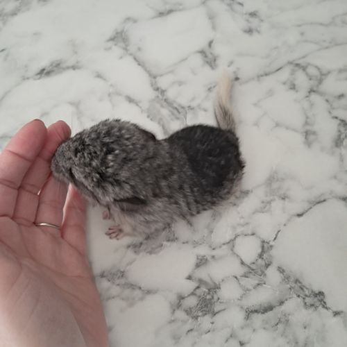 Chinchilla femelle #5