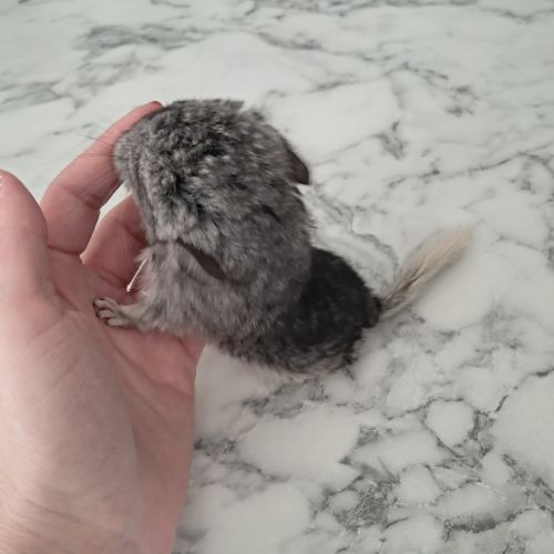 Chinchilla femelle #6