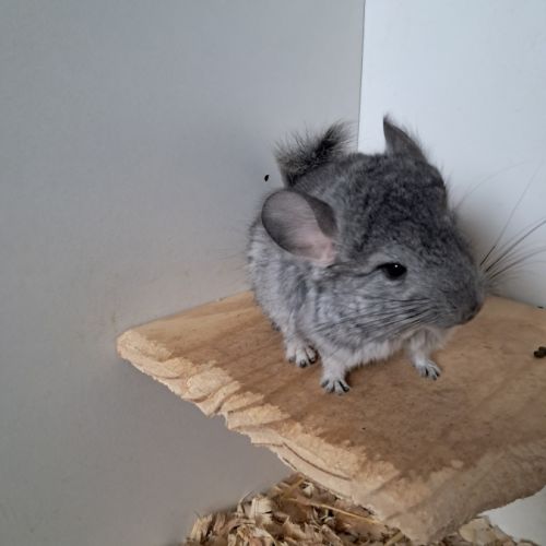 Chinchilla femelle #1