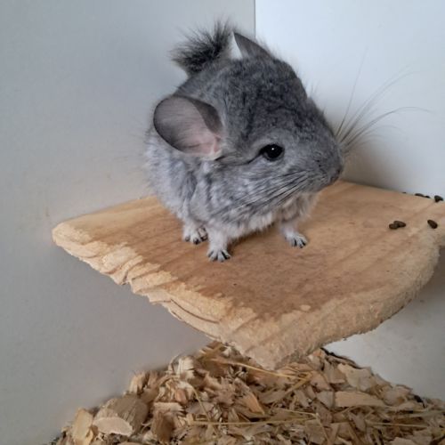 Chinchilla femelle #2