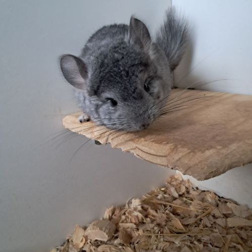 Chinchilla femelle