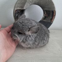Chinchilla femelle