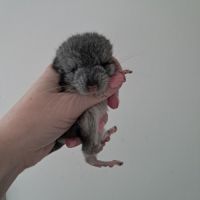 Chinchilla #1