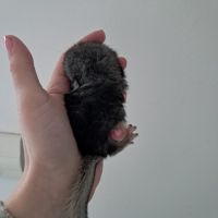 Chinchilla #2