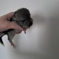 Chinchilla #4
