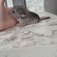 Chinchilla femelle #1