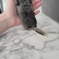 Chinchilla femelle #2