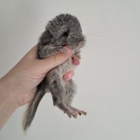 Chinchilla femelle #3